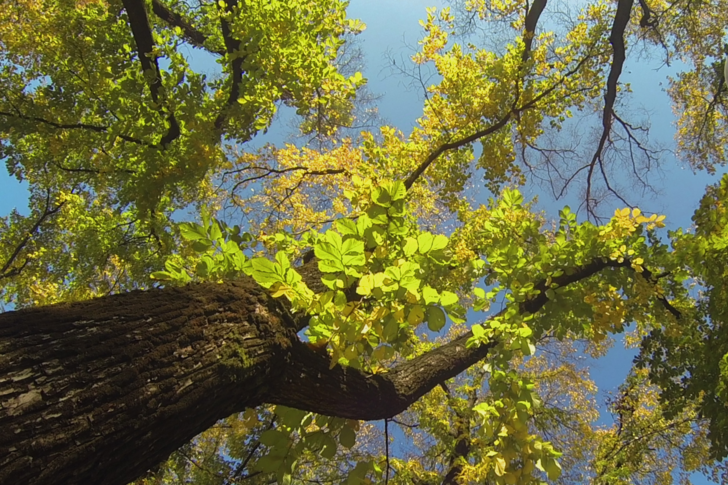 Per Fabbrica Supporto Fusibili Esterno Circuito Maiale